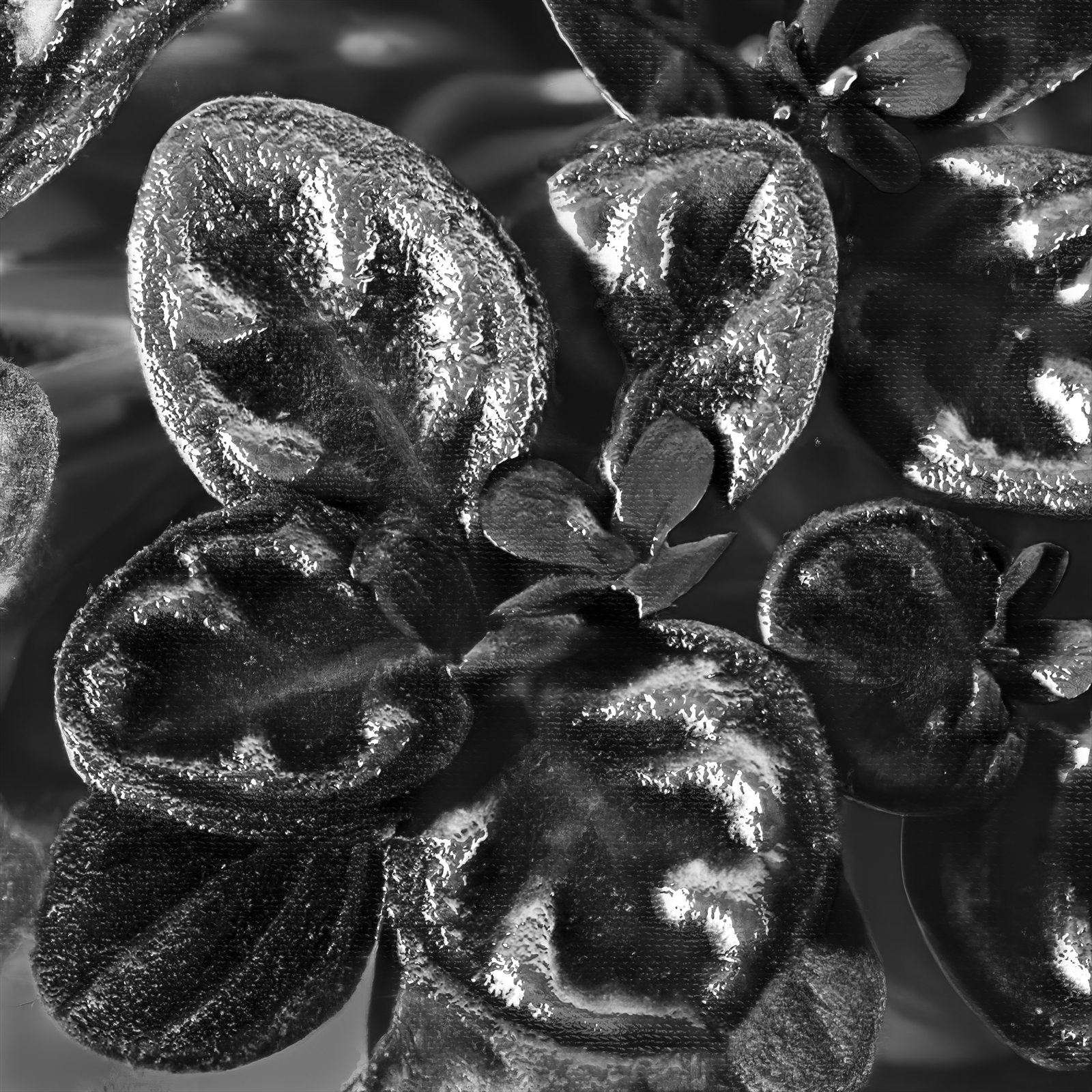 full metal plant 11